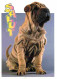 Animaux - Chiens - CPM - Voir Scans Recto-Verso - Dogs