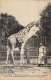 75 PARIS JARDIN DES PLANTES LA GIRAFE MENELIK - Giraffen