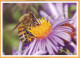 2024 Moldova  Special Postmark „World Bee Day”,Insects, Honeybees - Moldavie