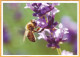 2024 Moldova  Special Postmark „World Bee Day”,Insects, Honeybees - Moldavie