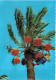 ESPAGNE - Alicante - Elche - Recogida Del Fruto - Carte Postale - Alicante