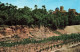 ESPAGNE - Alicante - Elche - Vista Parcial Del Parque - Al Fondo Sta. Maria - Carte Postale - Alicante