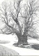 Postcard Switzerland Old Tree - Sonstige & Ohne Zuordnung