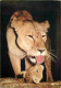 Animaux - Fauves - Lion - Faune Africaine - Maman Et Bébé Lion - Lionceau - CPM - Carte Neuve - Voir Scans Recto-Verso - Löwen