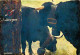 Animaux - Vaches - Cloche - Etat Image Flou - CPM - Voir Scans Recto-Verso - Kühe