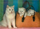 Animaux - Chats - Chatons - CPM - Voir Scans Recto-Verso - Chats