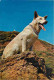 Animaux - Chiens - Khan The Performing Alsatian - CPM - Voir Scans Recto-Verso - Chiens