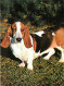 Chiens - CPM - Voir Scans Recto-Verso - Chiens