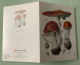 Champignons, Pilze, Funghi, 4 Superbes Cartes D’Alexander Viazmensky - Pilze