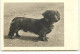 Carte Photo - Teckel à Poil Long - Dackel - Dogs