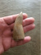 Fossile De Corail Corne Poli - Polished Rugose Coral Fossil - 400 Millions D'années - Fossiles