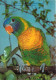 Animaux - Oiseaux - Perroquet - CPM - Voir Scans Recto-Verso - Oiseaux