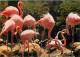 Animaux - Oiseaux - Flamants Roses - CPM - Voir Scans Recto-Verso - Oiseaux