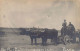 Hungary - Buffalo Ox Team In The Puszta (Great Hungarian Plain) - REAL PHOTO - Hongrie