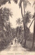 Sri Lanka - Coconut Trees Alley - Publ. Unknown  - Sri Lanka (Ceylon)