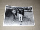 Photo Ancienne, Beau Jeune Homme Tenant Deux Chevaux Noirs, Gay Int, Années 1950 - Zonder Classificatie