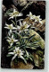 39612411 - Leontopodium Alpinum Edelweiss Alpenflora Serie 518 Nr. 884 - Sonstige & Ohne Zuordnung