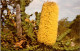 22-5-2024 (5 Z 50) Australia - Wildflowers Bull Banksia - Fleurs
