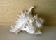 Delcampe - Large Chicoreus Ramosus Seashell Spiky Conch 20 Cm - Seashells & Snail-shells