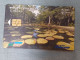 MAURITIUS - 0098 - Pamplemousses Garden - Front Logo (Date - No Barcode) - 30.000EX. - 240 UNITS - Mauritius