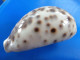 Cypraea Tigris Philippines 82,8mm F+++ N6 - Seashells & Snail-shells