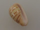 Marginella Cingulata Sénégal 19,1mm GEM	N20 - Seashells & Snail-shells