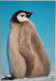 Emperor Penguin Chick - Falkland
