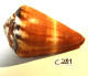 C281  Magnifique Ancien Coquillage Corail Old Fossil Shells Fair Models - CONUS BILIOSUS - Conchiglie
