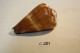 C281  Magnifique Ancien Coquillage Corail Old Fossil Shells Fair Models - CONUS BILIOSUS - Conchiglie