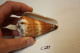 C281  Magnifique Ancien Coquillage Corail Old Fossil Shells Fair Models - CONUS BILIOSUS - Conchiglie