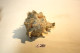 C281  Magnifique Ancien Coquillage Corail Old Fossil Shells Fair Models - CHICOREUS - Conchiglie