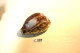 C281  Magnifique Ancien Coquillage Corail Old Fossil Shells Fair Models - GRAVE ELEPHANT - Conchiglie