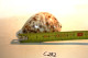 C282 Magnifique Ancien Coquillage Corail Old Fossil Shells Fair Models - Cypraea Tigris  2 - Conchiglie