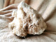 Delcampe - Corail Blanc Fossilisé – 1,628 Kg - Schelpen
