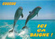 Animaux - Dauphins - CPM - Voir Scans Recto-Verso - Delphine