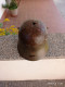 Delcampe - AUSTRIA - ELMETTO MOD. 18 - Copricapi