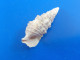 Cerithium Atratum Guadeloupe F+++   36,5mm N4 - Conchiglie