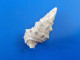 Cerithium Atratum Guadeloupe F+++   36,5mm N4 - Conchiglie