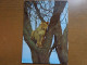 Leeuw, Lion / Lioness On A Tree -> Unwritten - Löwen