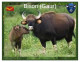 India 2025 BISON / GAUR MINT / BLANK PPC Maxim/Picture Post Card As Per Scan - Stiere