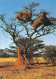 NAMIBIE Namibia Namib Nids D'oiseaux Carte Vierge Non Circulé éditions Munkelt (Scans R/V) N° 40 \MP7109 - Namibia