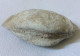 Coquillage Fossile - Clovis 102 Grammes 7,5 Cm X 5 Cm X 2,5 Cm - Fossili