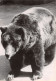 TH-OURS-N°TB3569-C/0105 - Bears