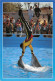 TH-DAUPHINS-N°TB3569-A/0363 - Dolphins