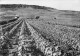 51 VERTUS LE VIGNOBLE - Vertus