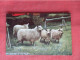 Returning To The Fold.      Ref  6577 - Sonstige & Ohne Zuordnung