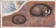3 WHY SOME ANIMALS HIBERNATE - DO YOU KNOW 1930 - WILLS OVERSEAS ISSUE CARD  -  3X7CMS - - Andere Merken