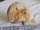 FRANCE.FOSSILE.AMMONITE.HILDOCERAS SPECIES.THOUARS.TOARCIEN.180MA.MASSE 140G. - Fossiles