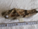 FRANCE.FOSSILE.DICTYONEMA FLABELLIFORME.PRIMAIRE DEVONIEN.-419 A -359MA.VIREUX..MASSE 340G. - Fossiles