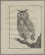 Thematics: Animals-birds: Partie Von 75 Alten Stichen Mit Vogelmotiven In Einem - Autres & Non Classés